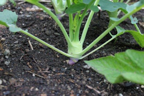 Square Foot Gardening – Lettuce, Kohlrabi, Peas, Kale, Radishes and More