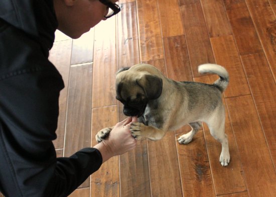 10 Tips on Controlling Dog Shedding