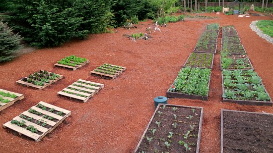 Mavis Butterfield | Backyard Garden Plot Pictures – Week 20 of 52