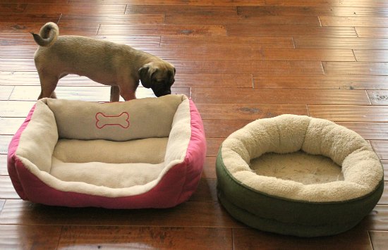 Is There A Good Way to Introduce a Dog to a New Bed?