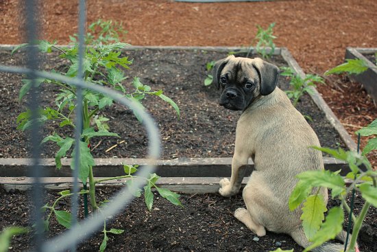 Companion Planting: Tomatoes, Onions and Carrots