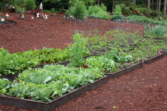 Raised Garden Beds – Beans, Tomatoes, Beets, Carrots, Peas and Radishes