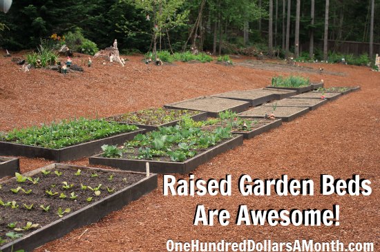 Raised Garden Beds – Cabbage, Radishes, Onions, Broccoli, Garlic Beets and More