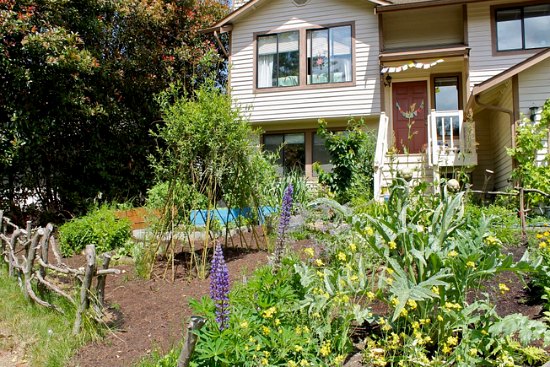 Mavis Mail – Front Yard Garden Edible Garden Photos From Everett, Washington