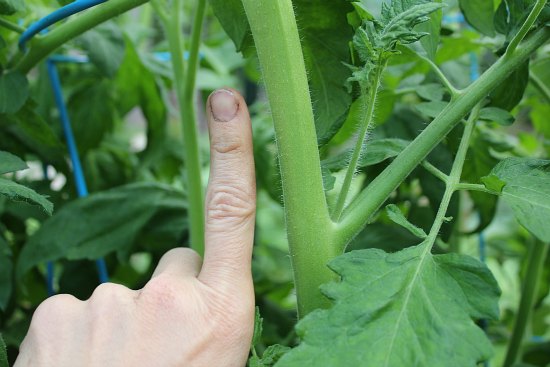 Greenhouse Gardening in the Pacific Northwest