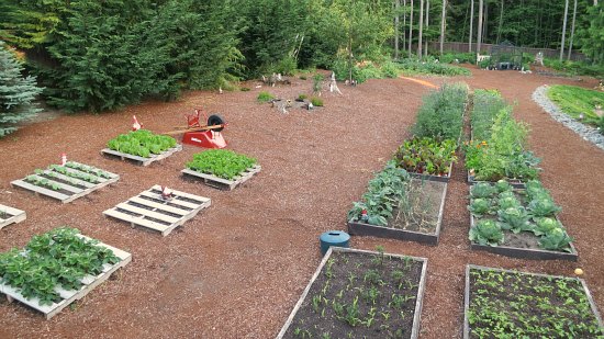 Mavis Butterfield | Backyard Garden Plot Pictures – Week 26 of 52