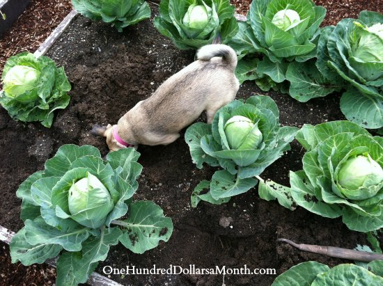 Lucy the Puggle Dog Digs a Hole