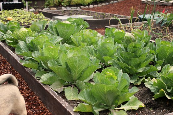 Raised Garden Beds – Cabbage, Beans, Tomatoes, Potatoes and Garlic