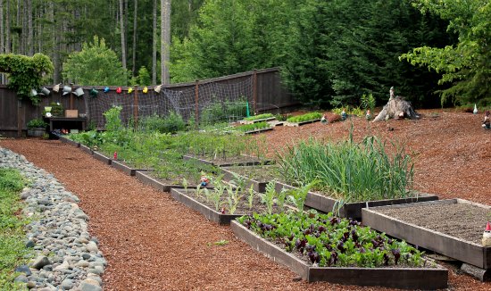 Close Up Garden Pictures – What’s Thriving