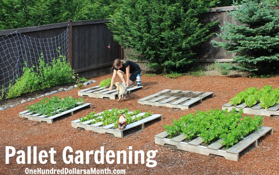 Wood Pallet Garden – Planting Dried Beans