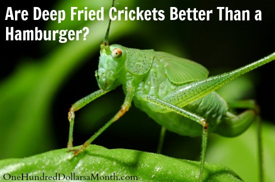 Are Deep Fried Crickets Better Than a Hamburger?