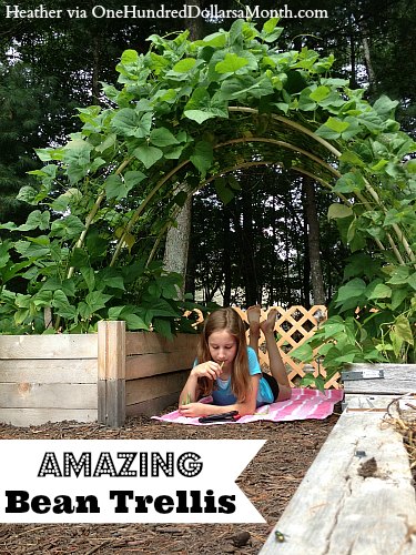 Amazing Bean Trellis and Garden Box Photos