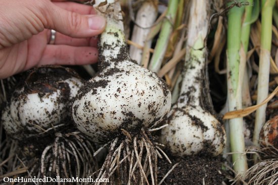 How to Harvest and Store Garlic