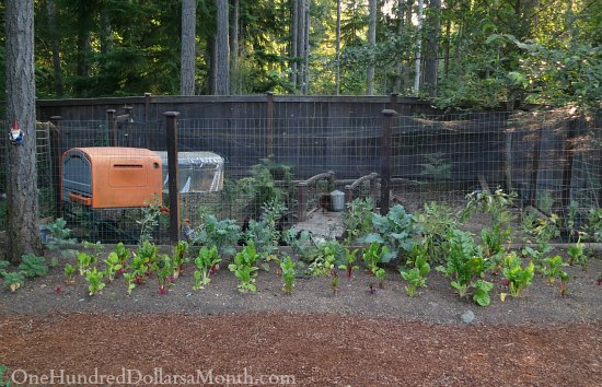 Mavis Butterfield | Backyard Garden Plot Pictures – Week 29 of 52