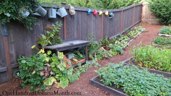 Mavis Butterfield | Backyard Garden Plot Pictures – Week 34 of 52