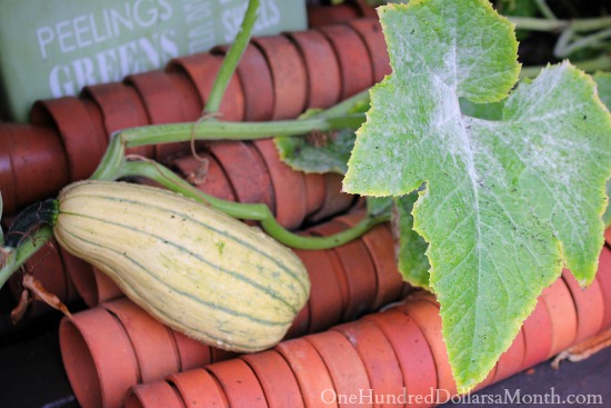 Mavis Garden Blog – The Squash Report