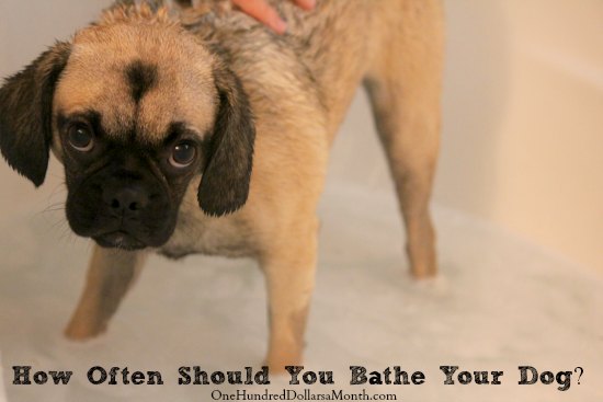 How Often Should You Bathe Your Dog?