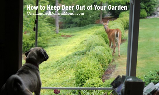 How to Keep Deer Out of Your Garden – Stop Feeding Them!