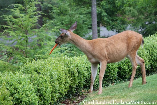 Has Anyone Tried Using Hair to Keep Squirrels and Deer out of Your ...