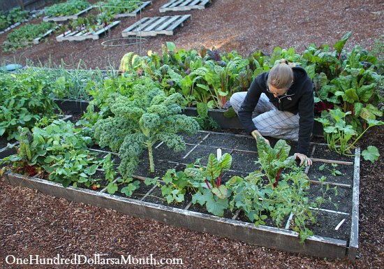 Square Foot Gardening is Easy