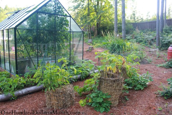 Potato Tower Update – Almost Ready To Harvest