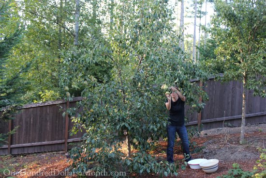 Mavis Garden Blog – Harvesting Pears