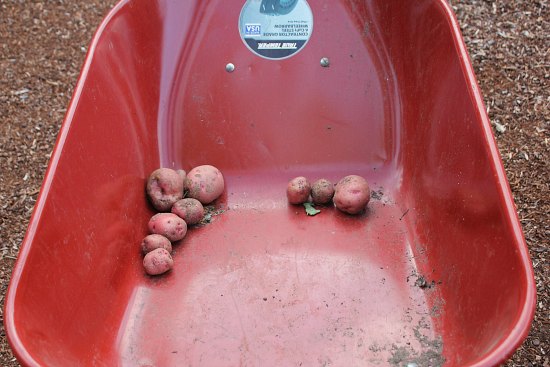 Harvesting Potatoes