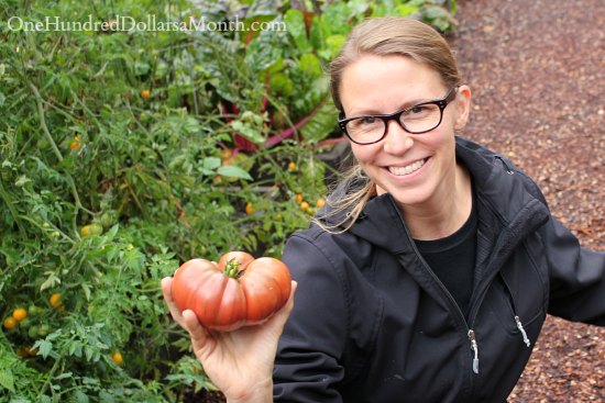 Heirloom Tomato Harvest