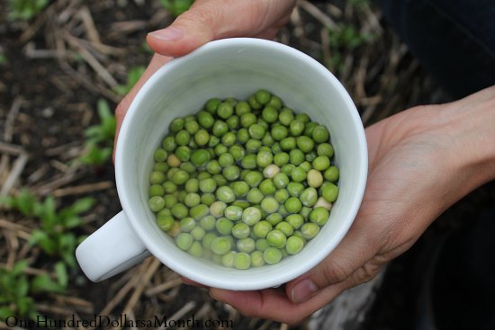 Fall Vegetable Gardening – Planting Peas and Thinning Beets