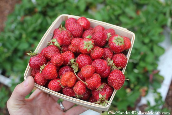 Mavis Garden Blog – Last Night’s Harvest