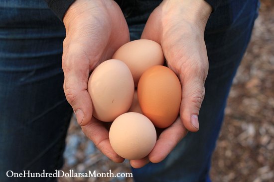 How to Collect, Clean and Store Chicken Eggs