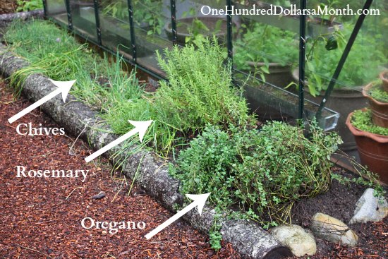 Creating a New Perennial Herb Garden