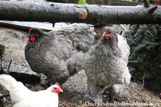 Unlikely Friendships – Lucy and the Blue Cochin Chickens