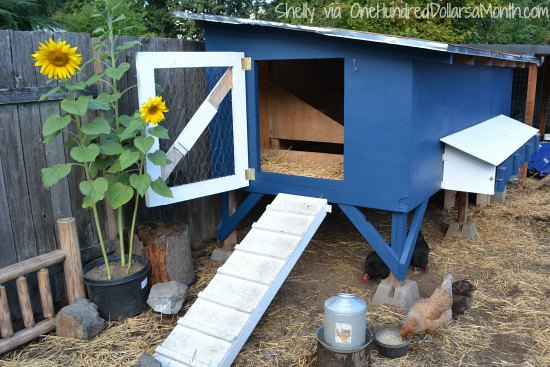 Mavis Mail – Cool Chicken Coop Photos