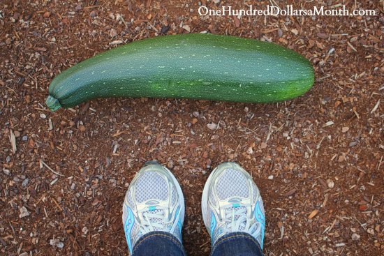 Square Foot Gardening – Giant Zucchini Alert!