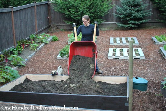 Mavis Garden Blog – Picking Pumpkins, Another Raised Garden Box and Digging Up More Potatoes