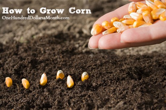 How to Grow Corn {Start to Finish}