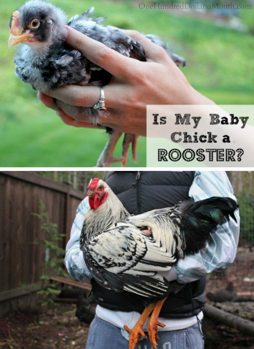 How Can I Tell If My Chick is a Rooster?