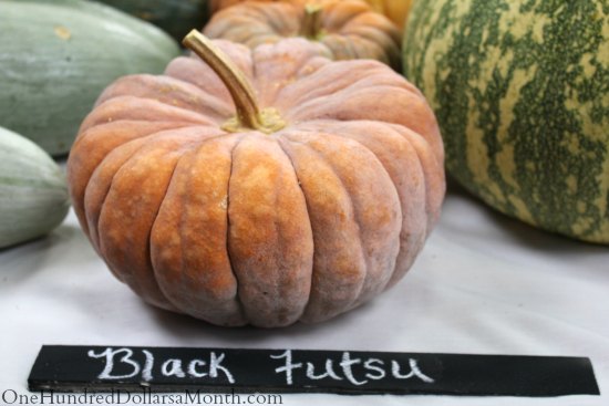 National Heirloom Exposition – Heirloom Squash