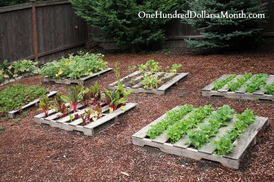 Pallet Garden Photos – Lettuce, Strawberries, Beans and Chard