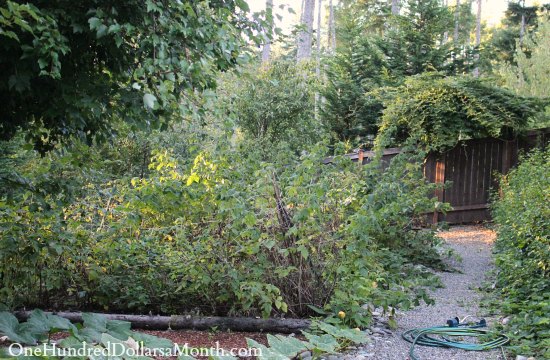 Mavis Butterfield | Backyard Garden Plot Pictures – Week 36 of 52