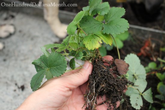 Pulling Up Chard and Planting Strawberry Runners