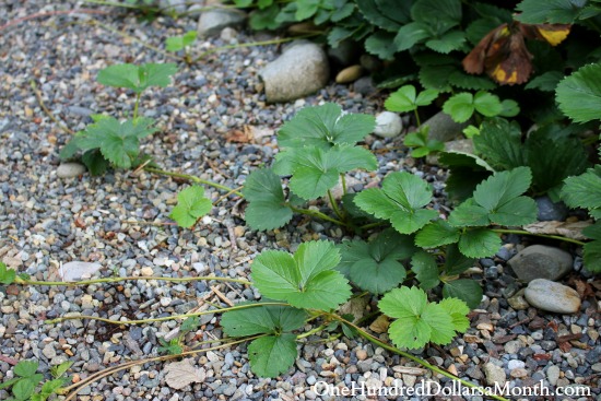 Mavis Garden Blog – Trimming Hedges and Garden Clean Up