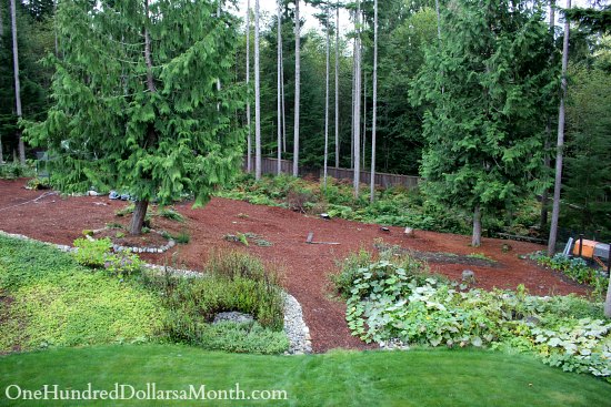 Mavis Butterfield | Backyard Garden Plot Pictures – Week 38 of 52