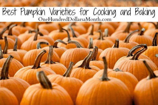 Best Pumpkin Varieties for Cooking and Baking