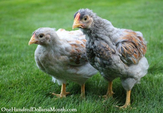 Raising Chickens – Baby Chick Update. I’m Pretty Sure We Have a Rooster