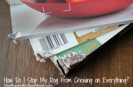 Help!  How Do I Stop My Dog From Chewing on Everything?