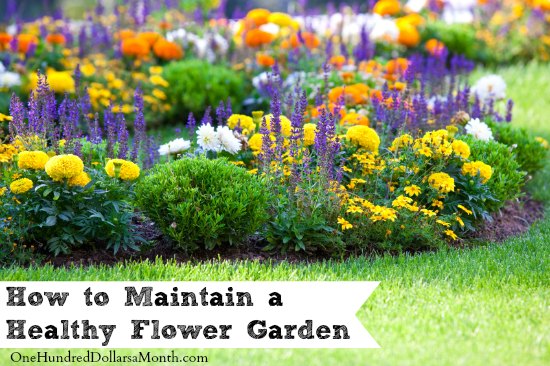 How to Maintain a Healthy Flower Garden
