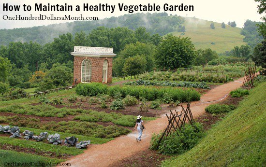 How to Maintain a Healthy Vegetable Garden