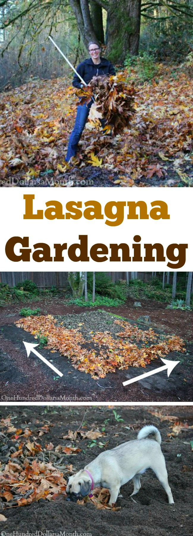 Lasagna Gardening – Adding Another Layer of Leaves